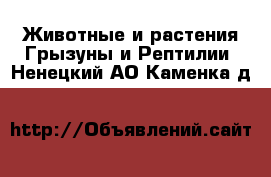 Животные и растения Грызуны и Рептилии. Ненецкий АО,Каменка д.